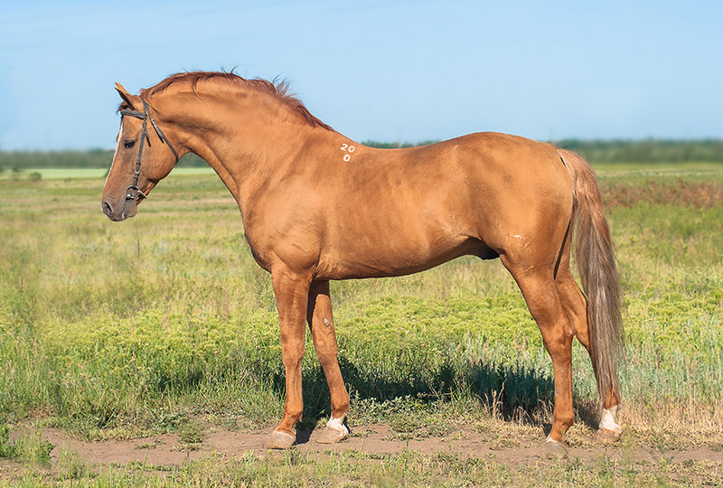 Cheval du Don