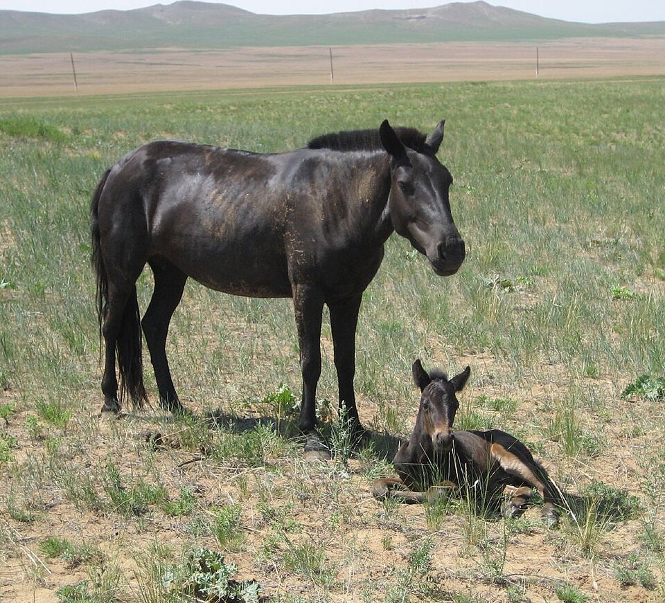 Cheval mongol