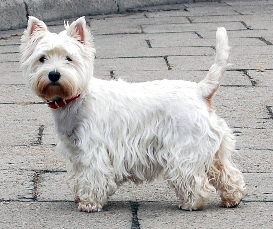 West Highland white terrier