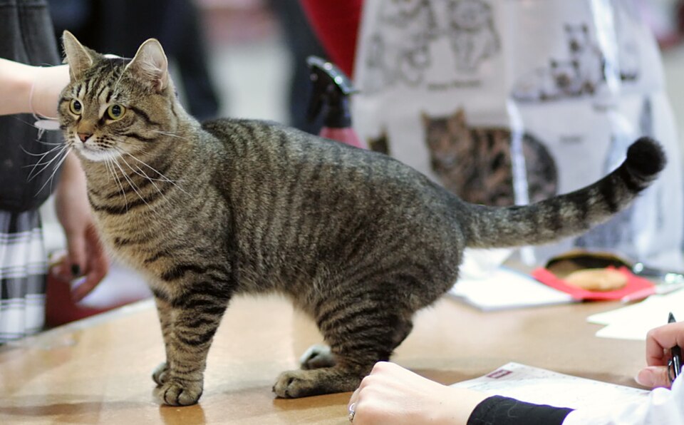 European shorthair