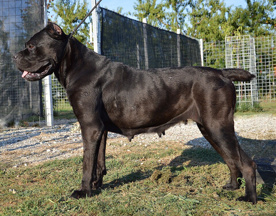 Chien de cour italien