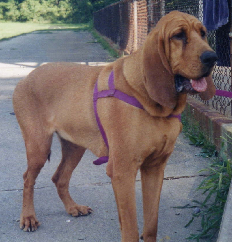 Chien de Saint-Hubert