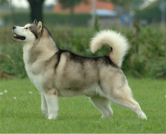 Malamute de l’Alaska