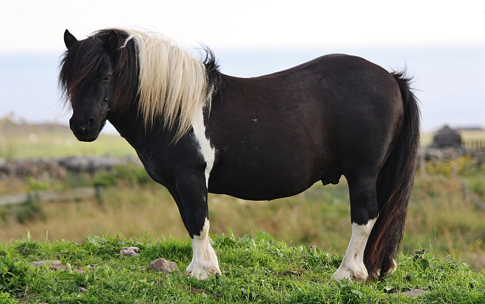 Shetland