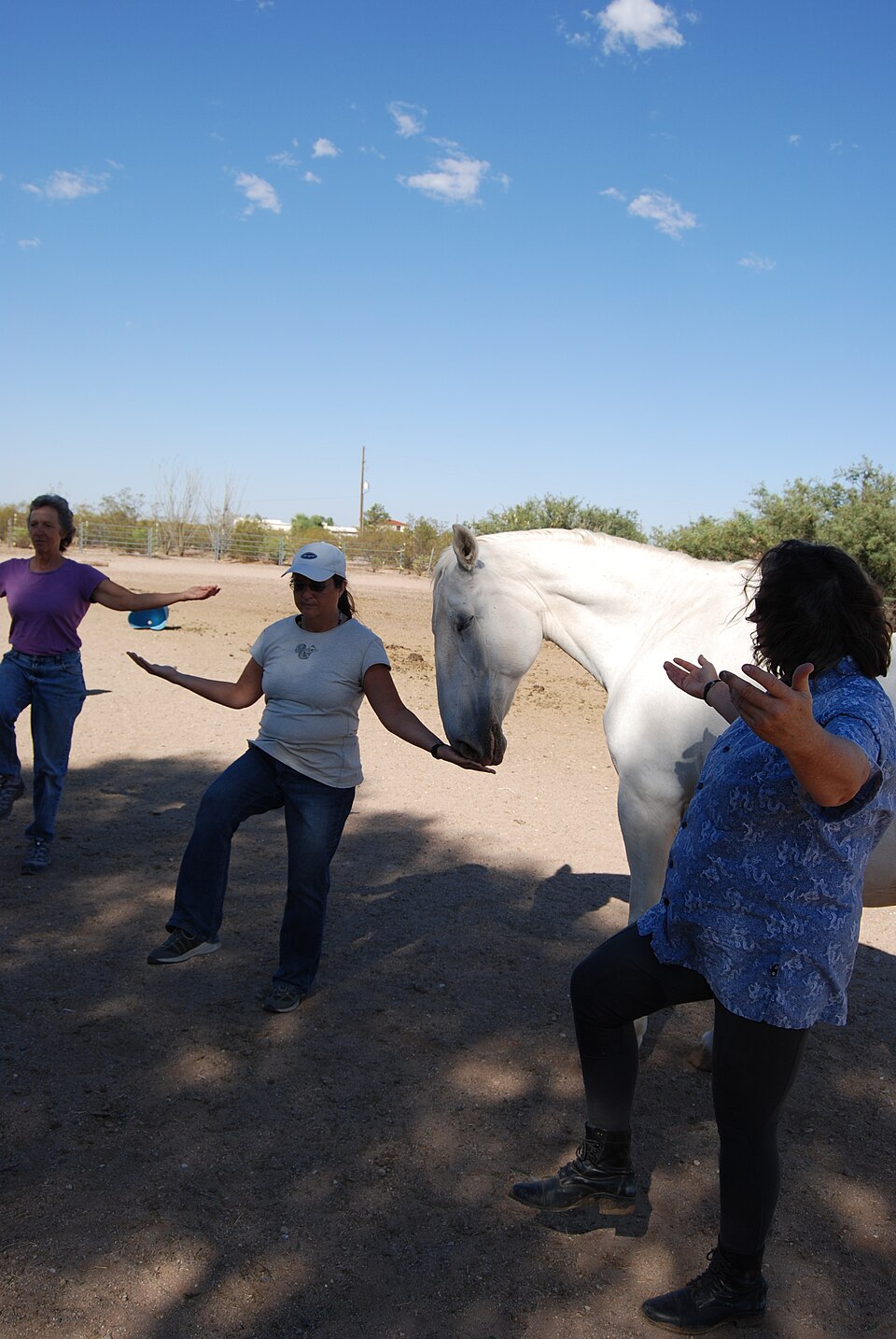 Lipizzan