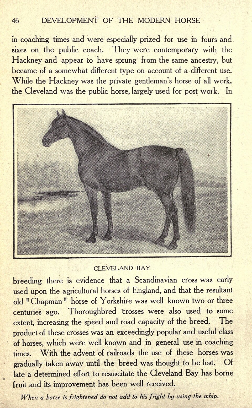 Cleveland Bay