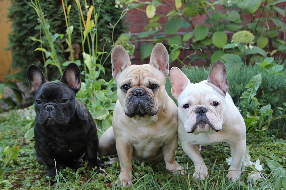 Bouledogue français