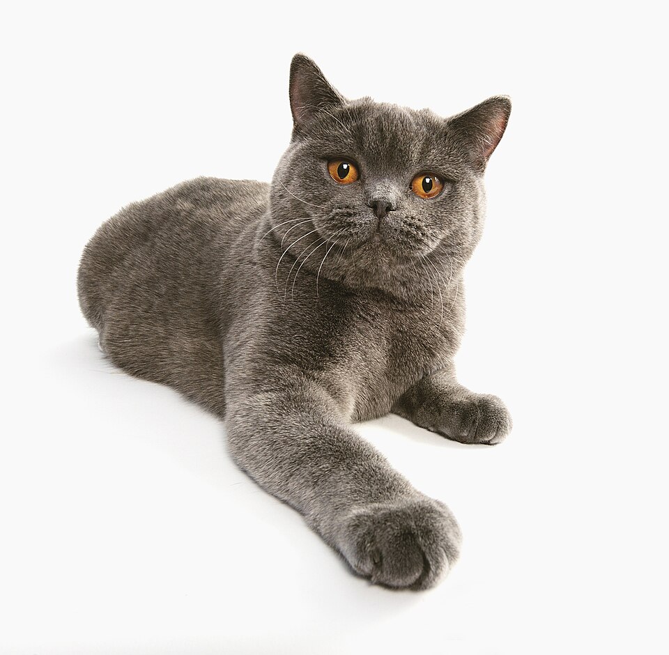 British shorthair