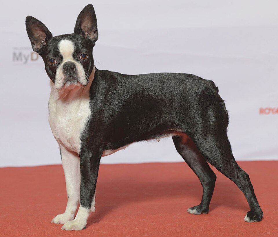 Terrier de Boston
