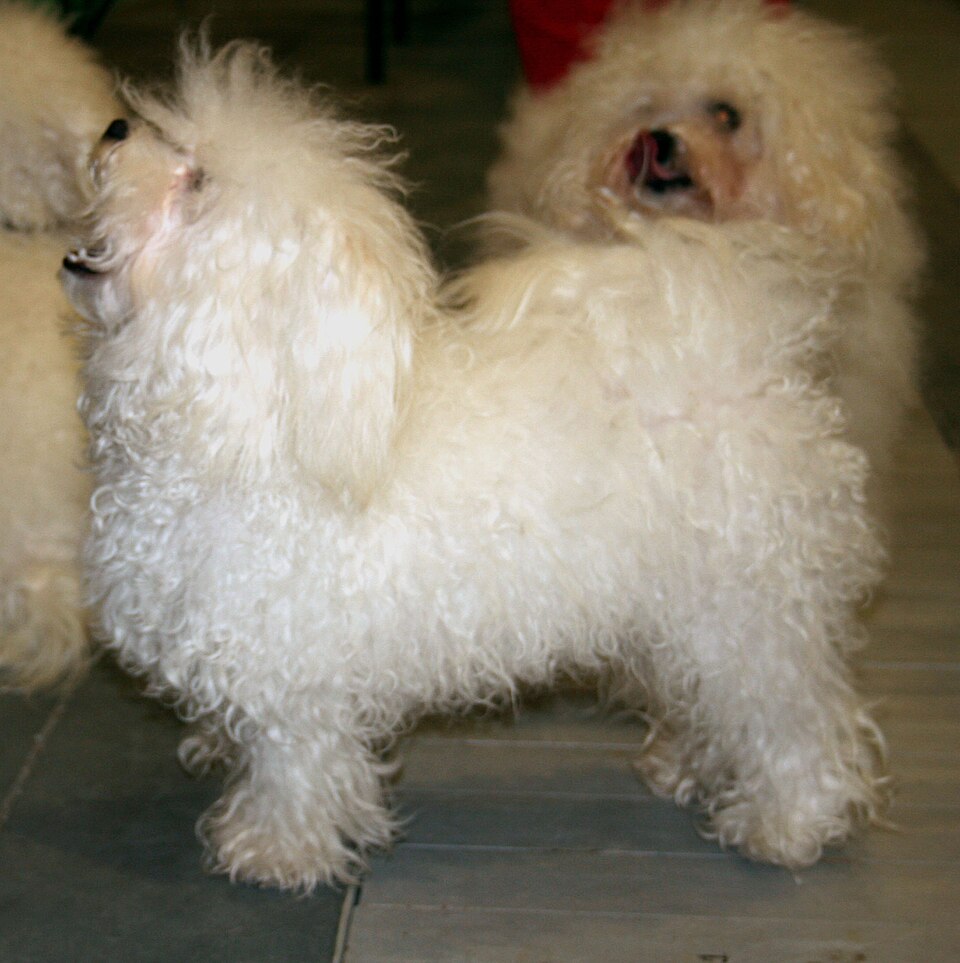 Bichon bolonais