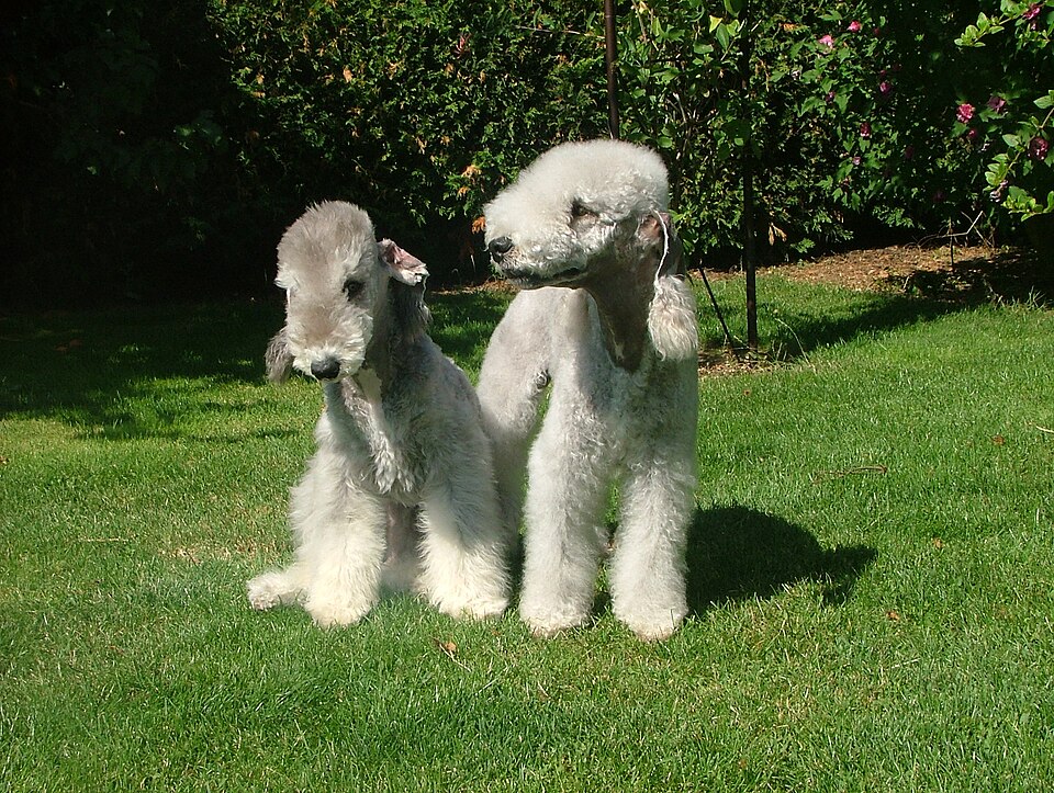 Bedlington terrier
