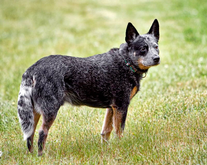 Bouvier australien