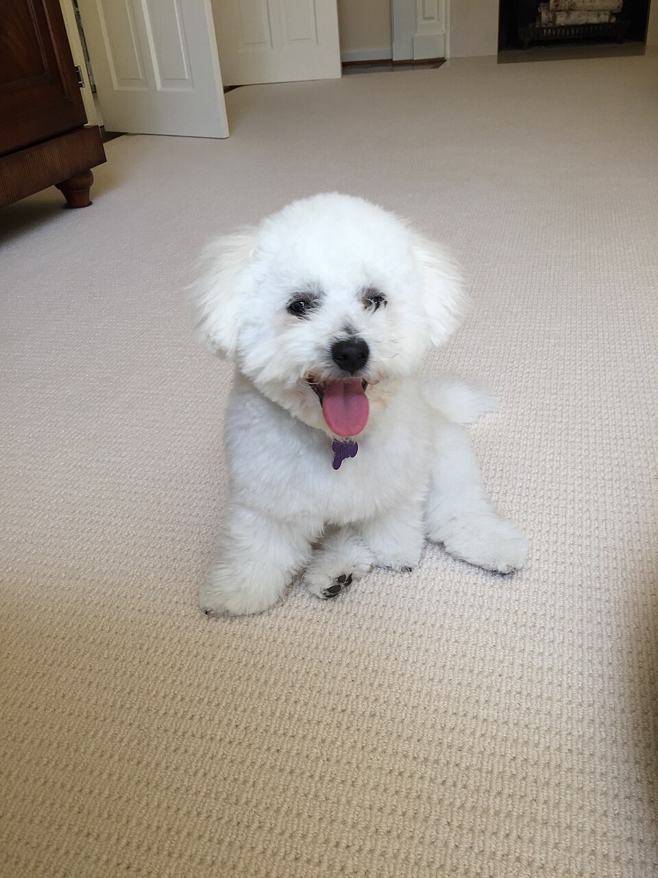 Bichon à poil frisé