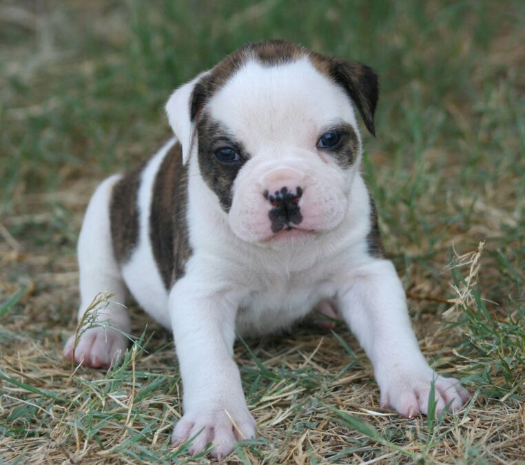 Bouledogue américain
