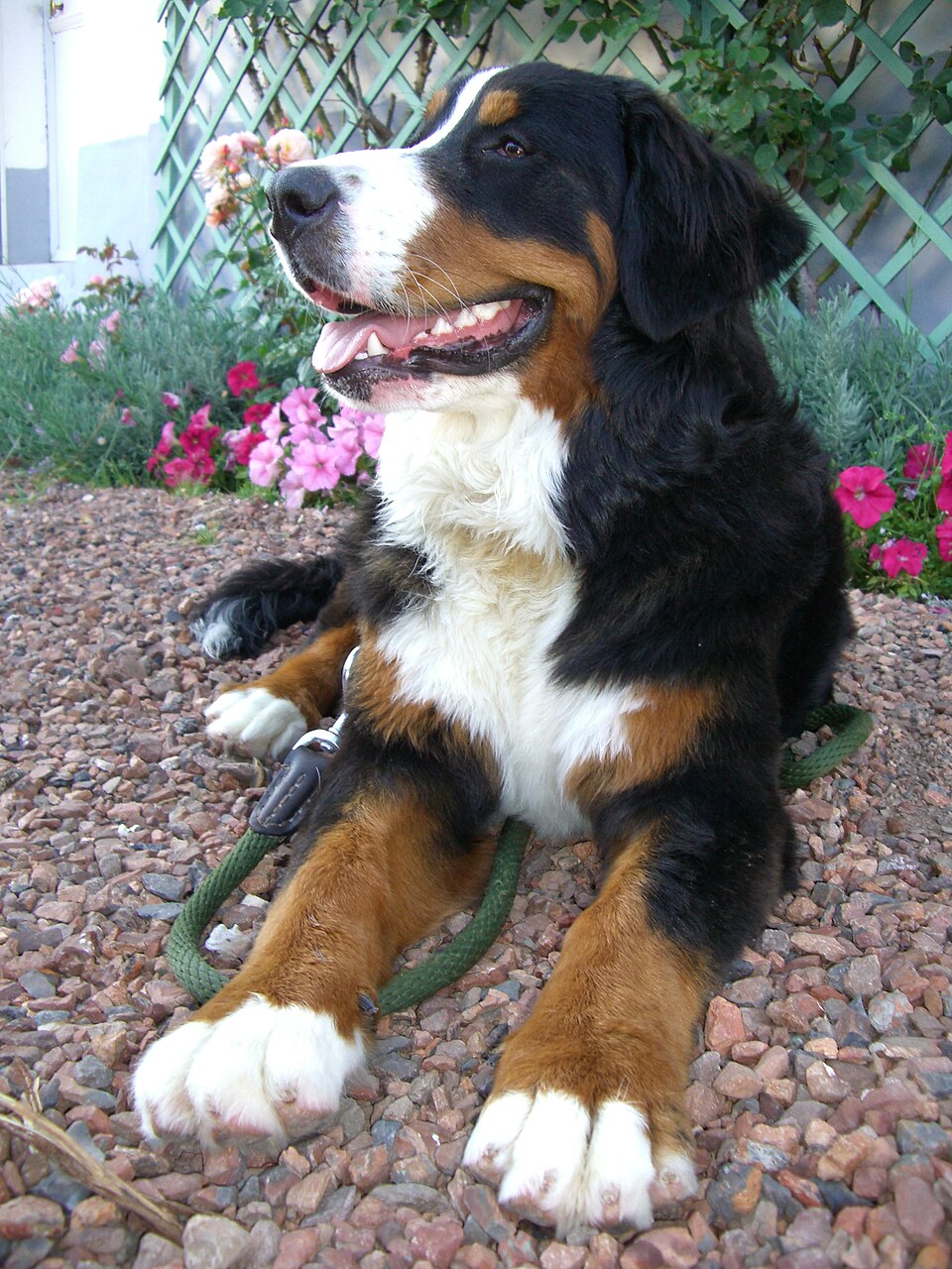 Bouvier bernois
