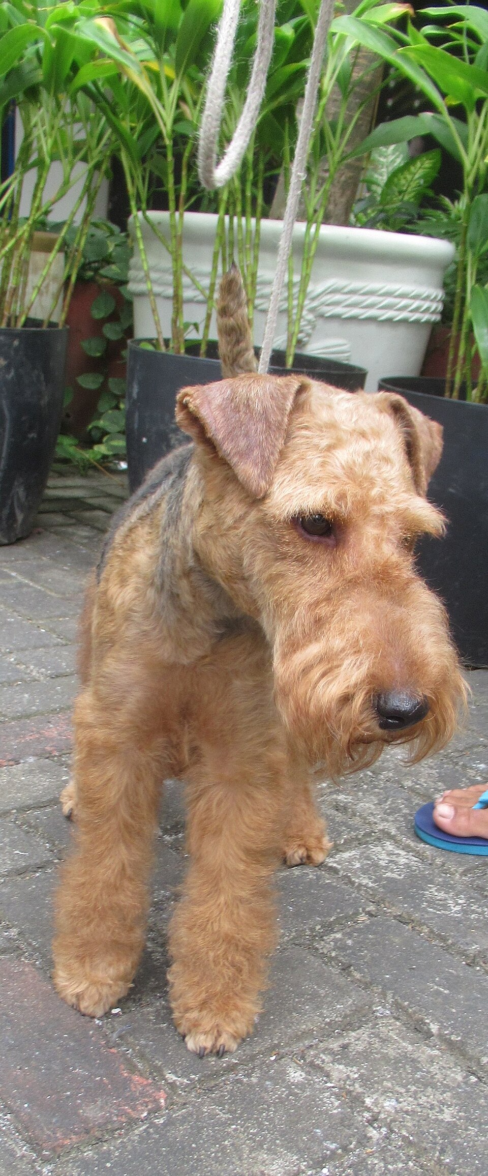 Airedale Terrier