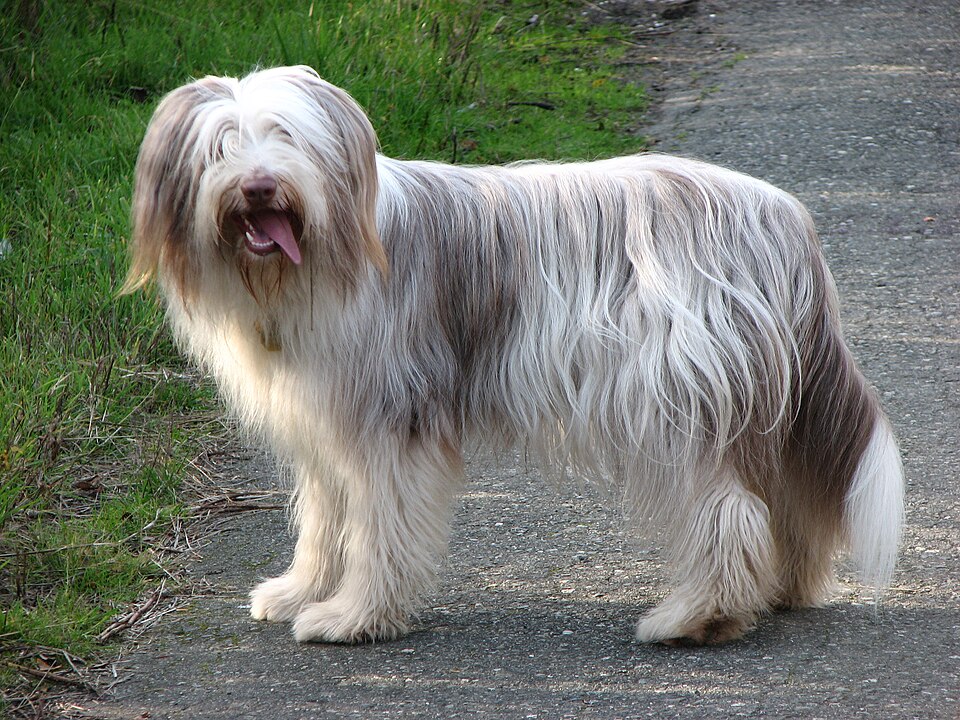 Colley barbu
