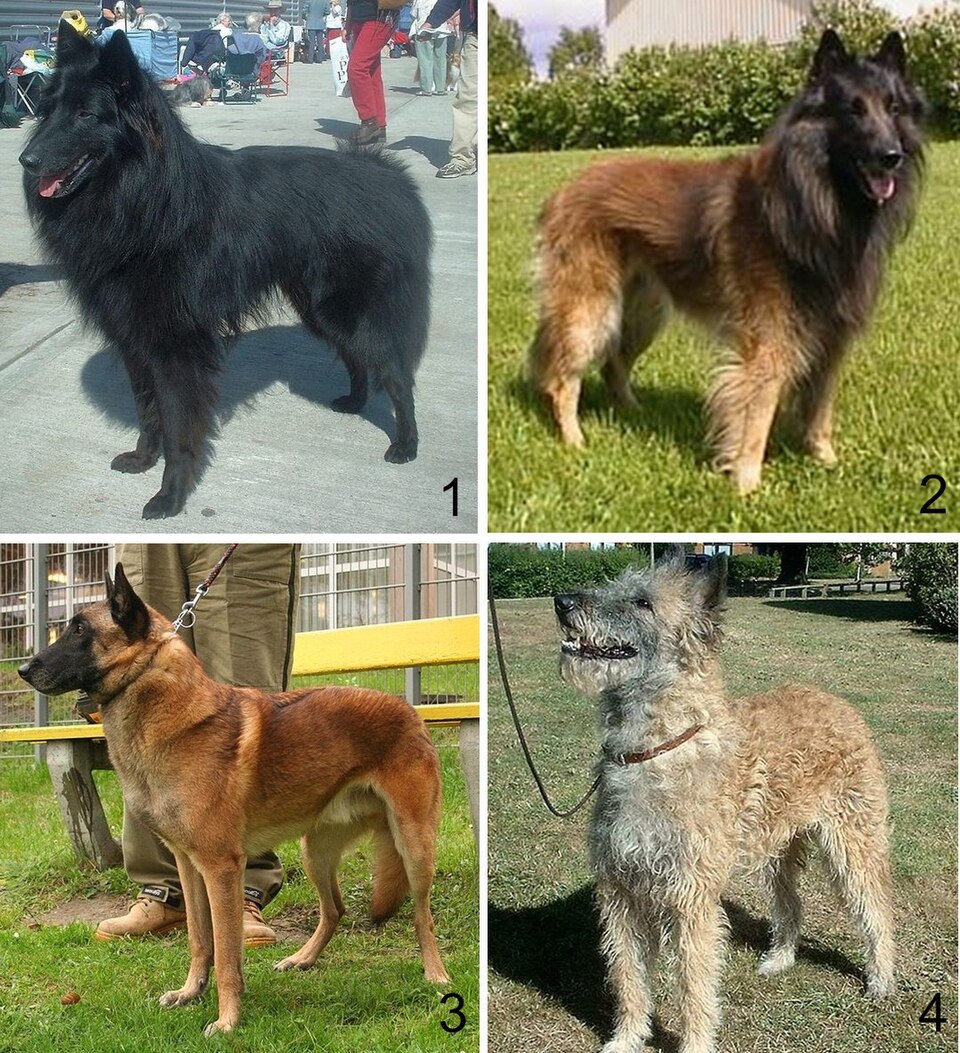 Berger belge