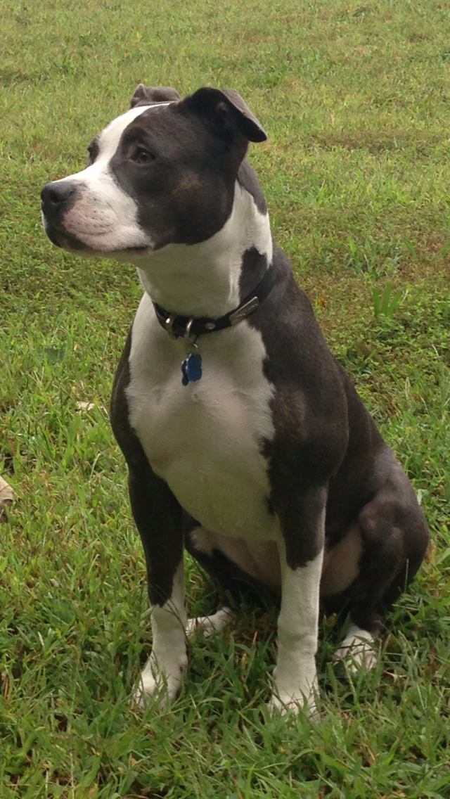 American staffordshire terrier