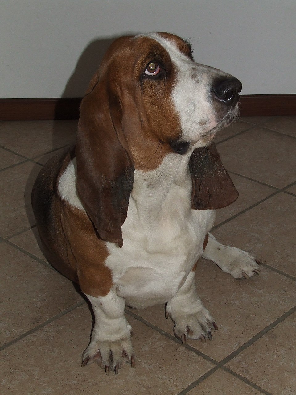 Basset hound