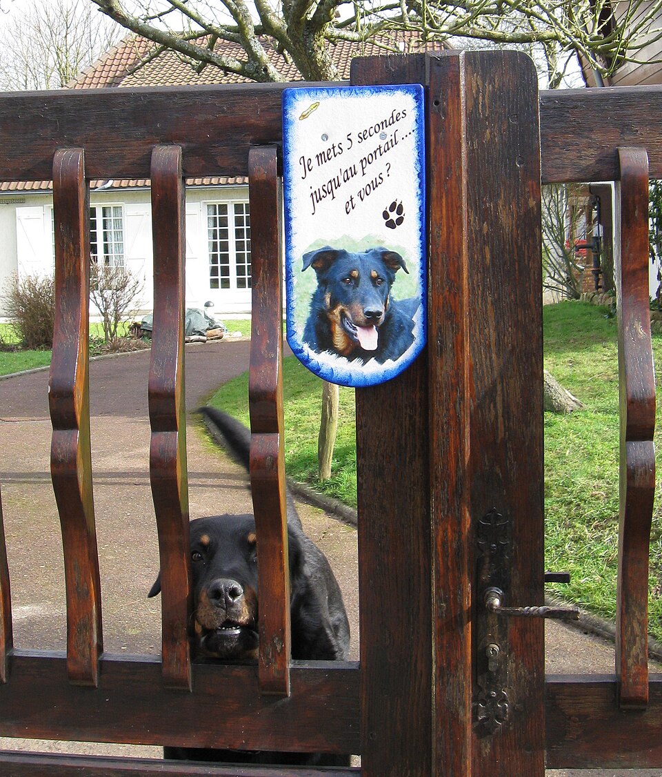 Beauceron