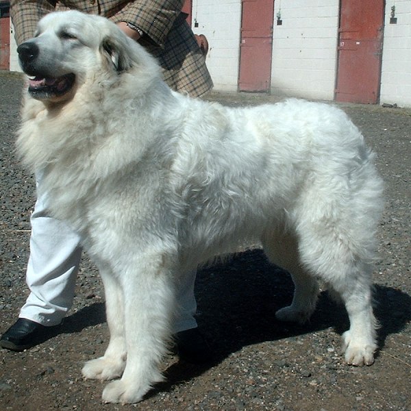 Chien de montagne des Pyrénées