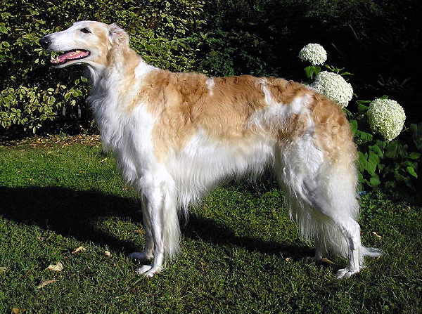 Barzoï