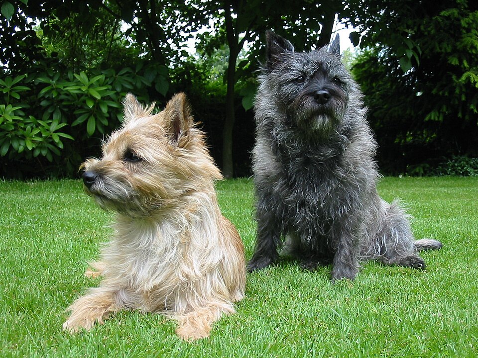 Cairn terrier