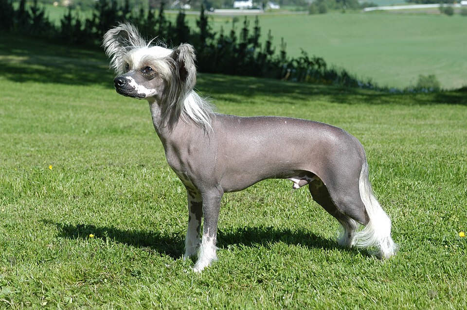 Chien chinois à crête