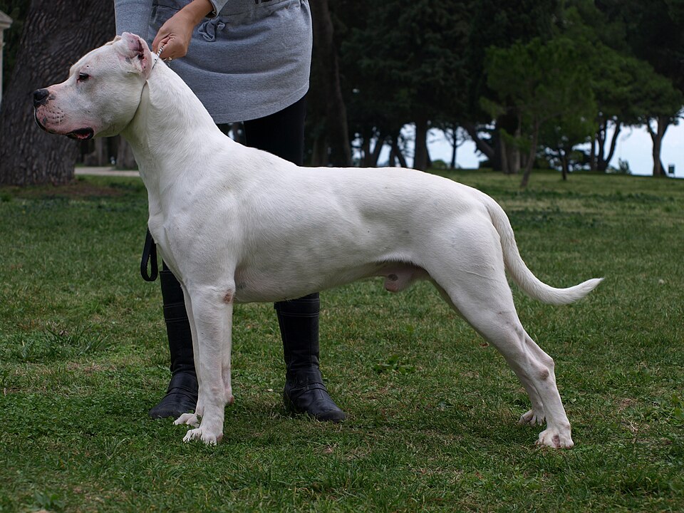 Dogue argentin