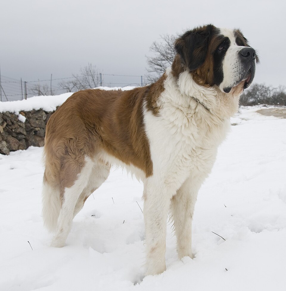 Saint-bernard