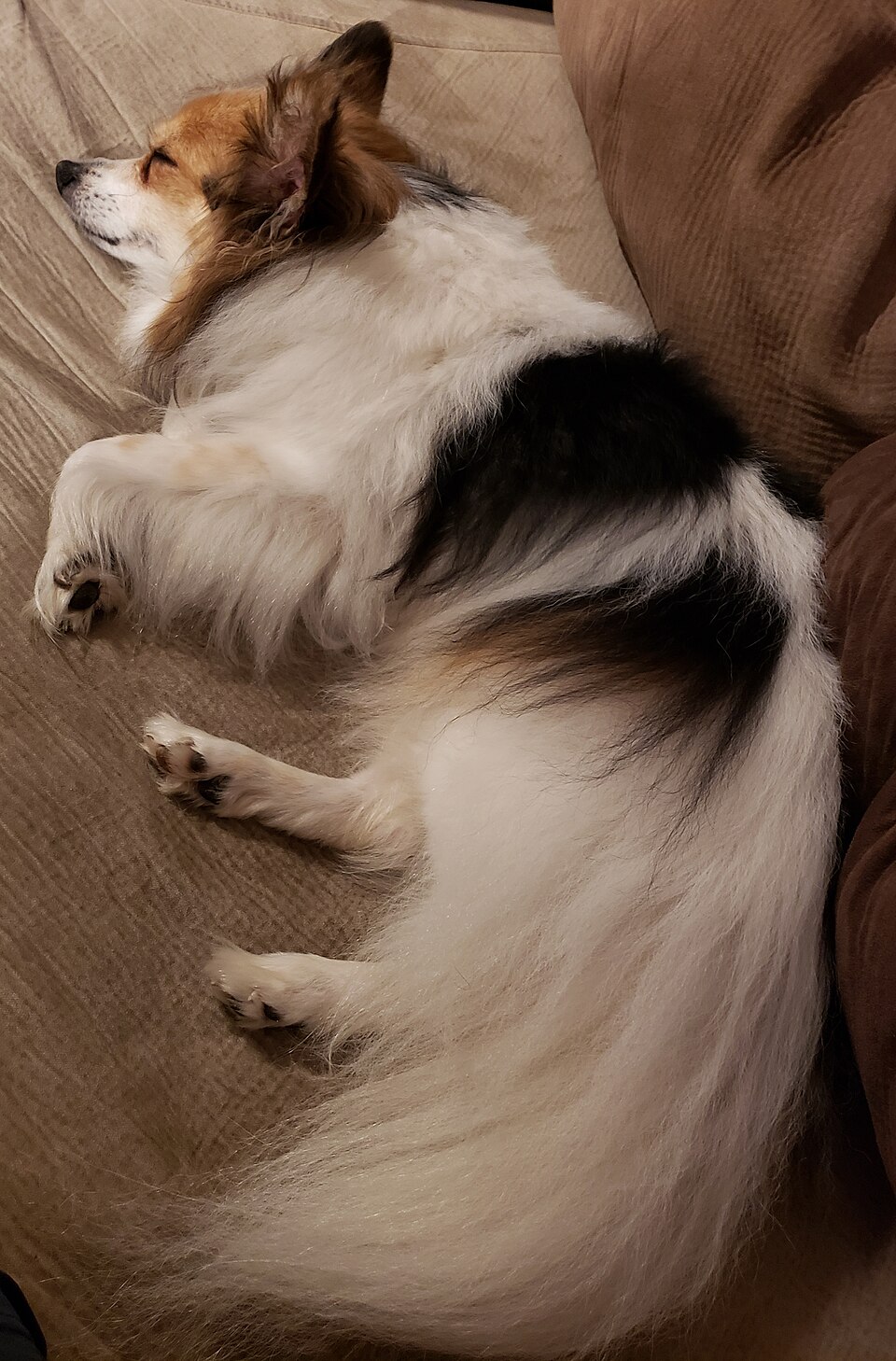 Papillon
