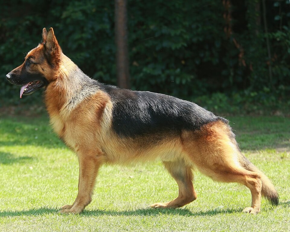 Berger allemand