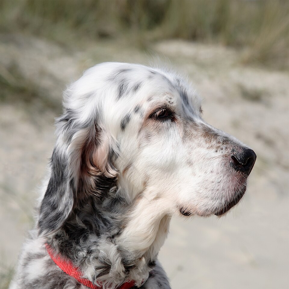 Setter anglais