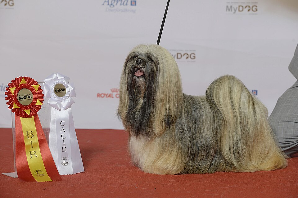 Lhassa Apso