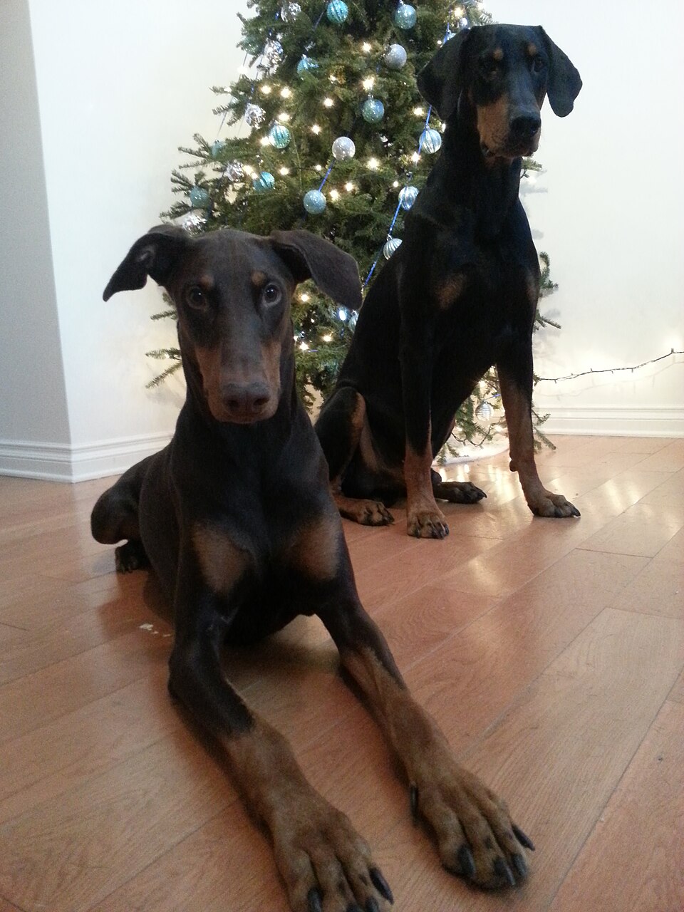 Dobermann
