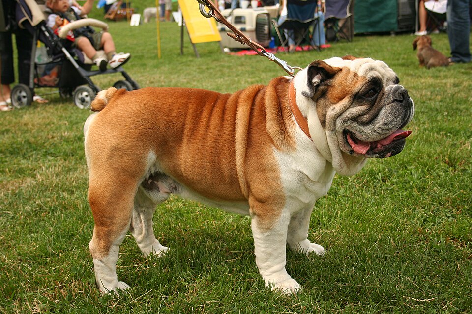 Bulldog anglais