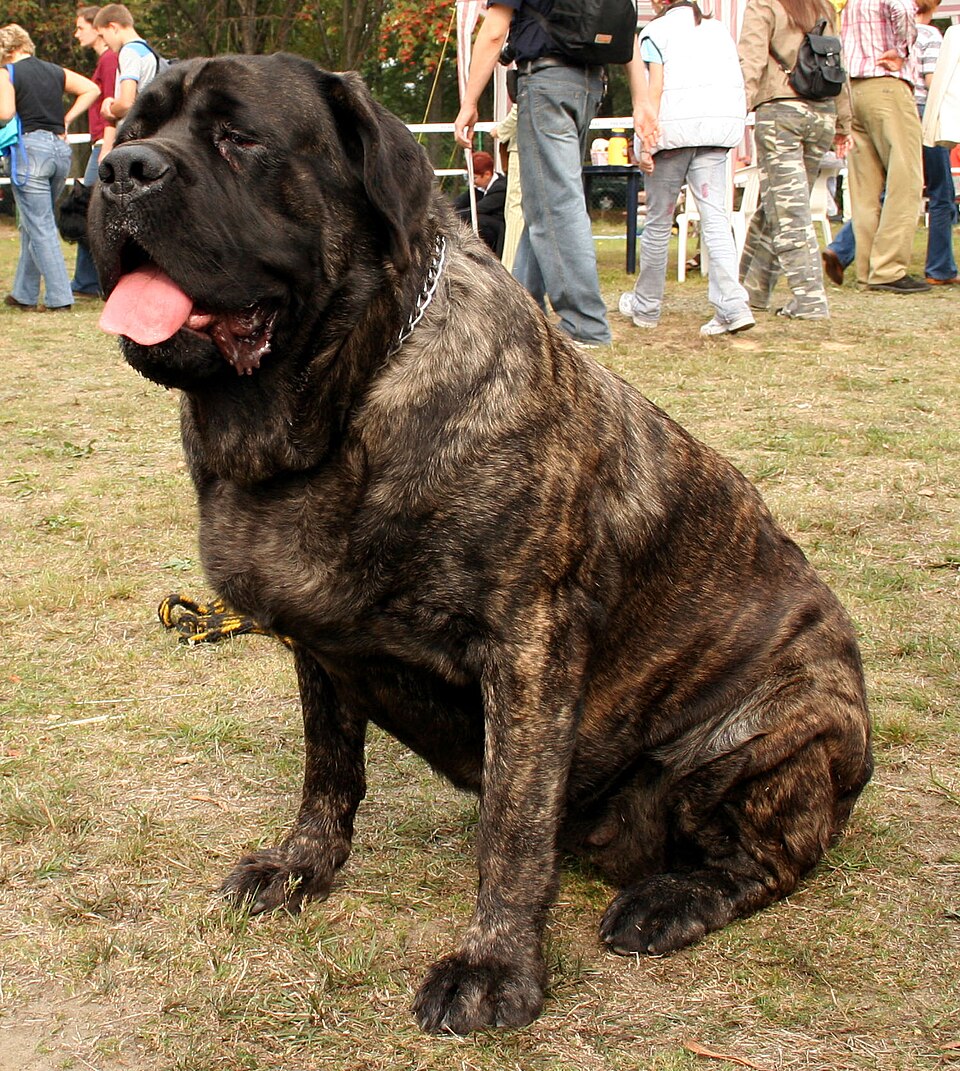 Mastiff