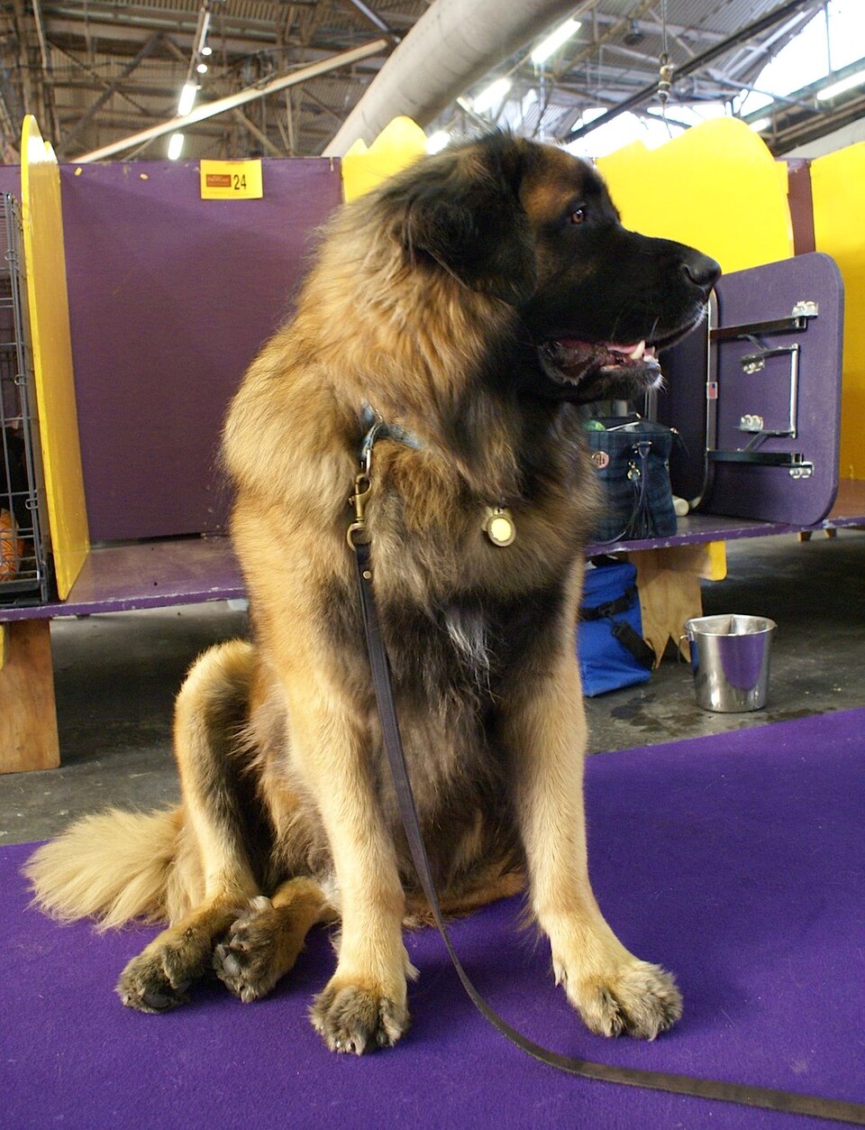 Leonberg