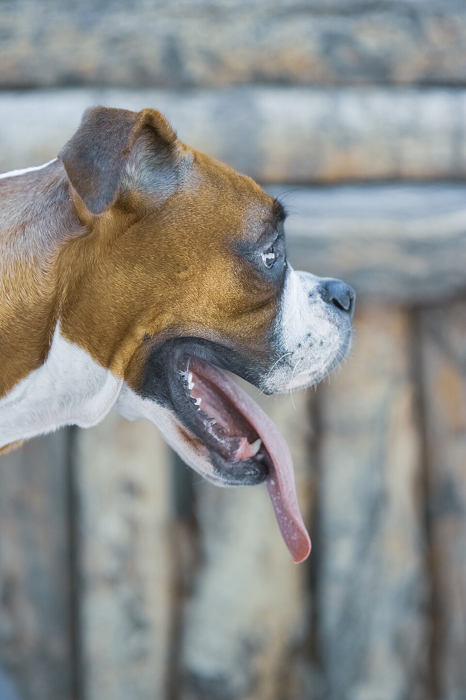 Boxer