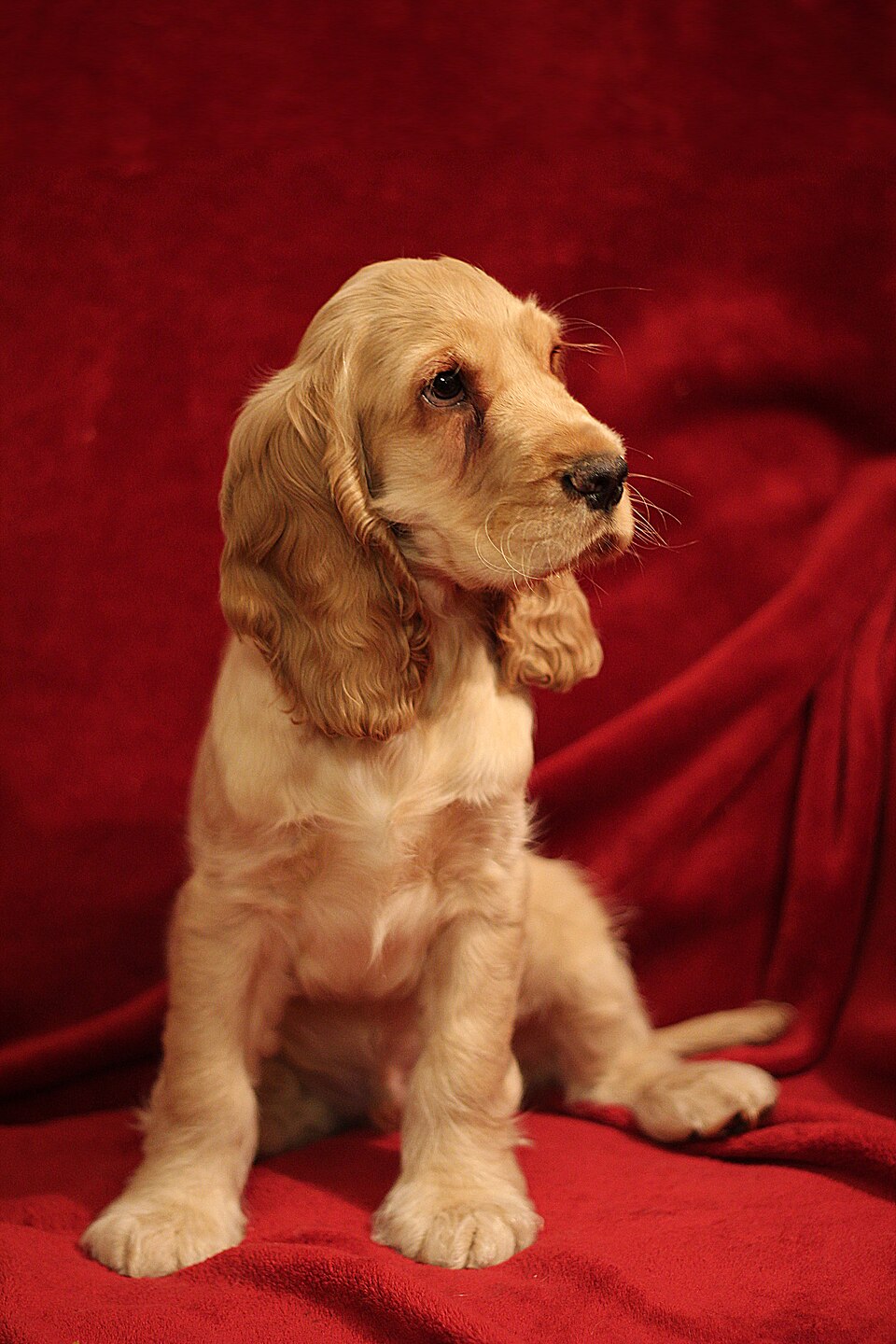Cocker spaniel anglais