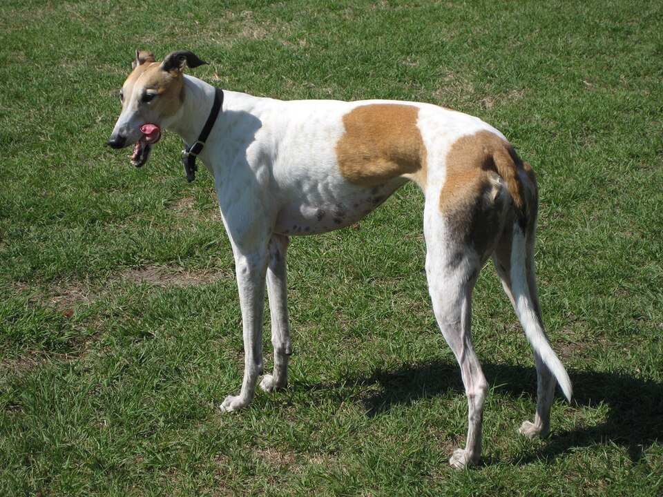 Lévrier greyhound