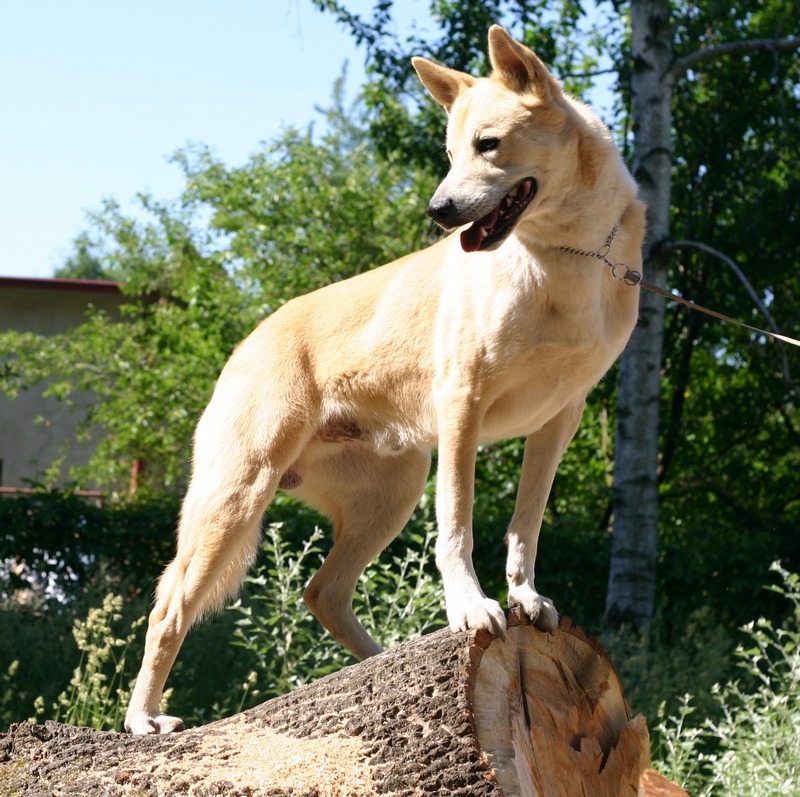 Chien de Canaan