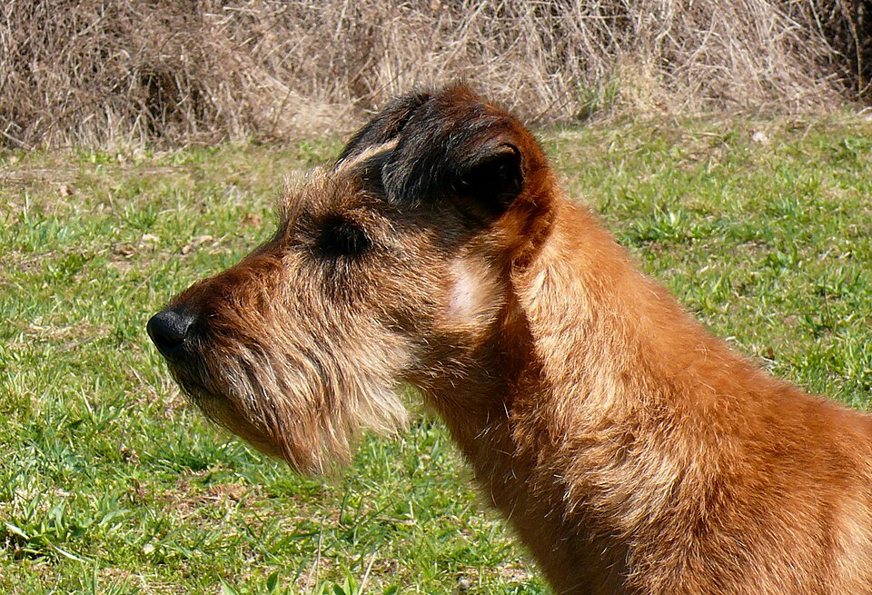 Terrier irlandais