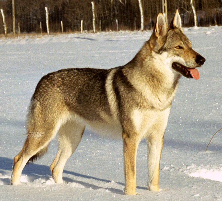 Chien-loup tchécoslovaque