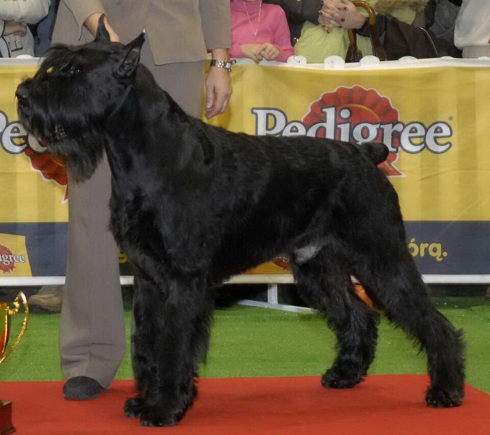 Schnauzer géant