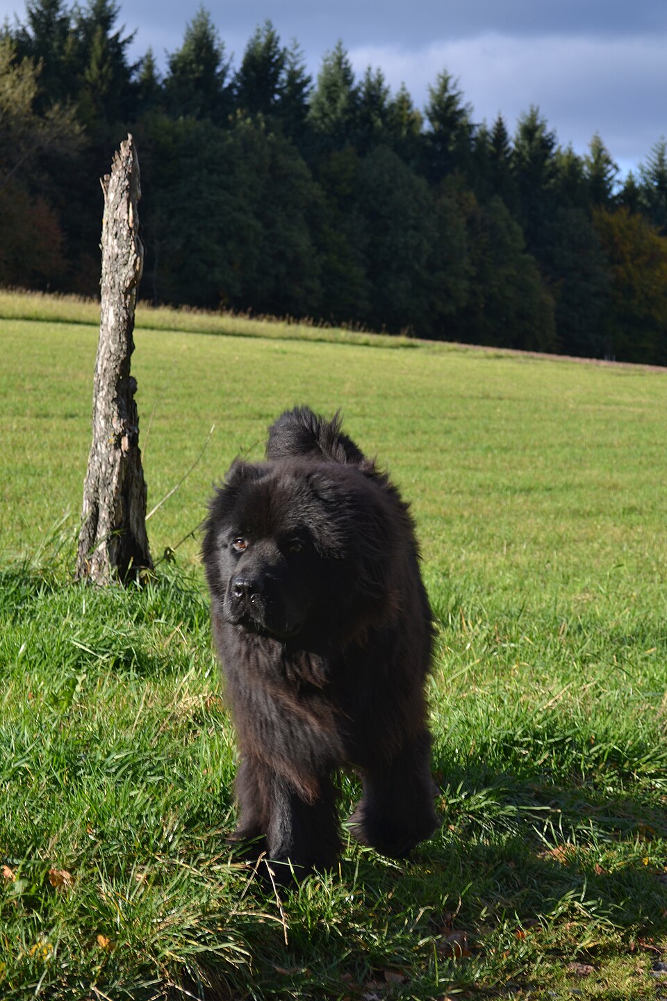 Terre-neuve