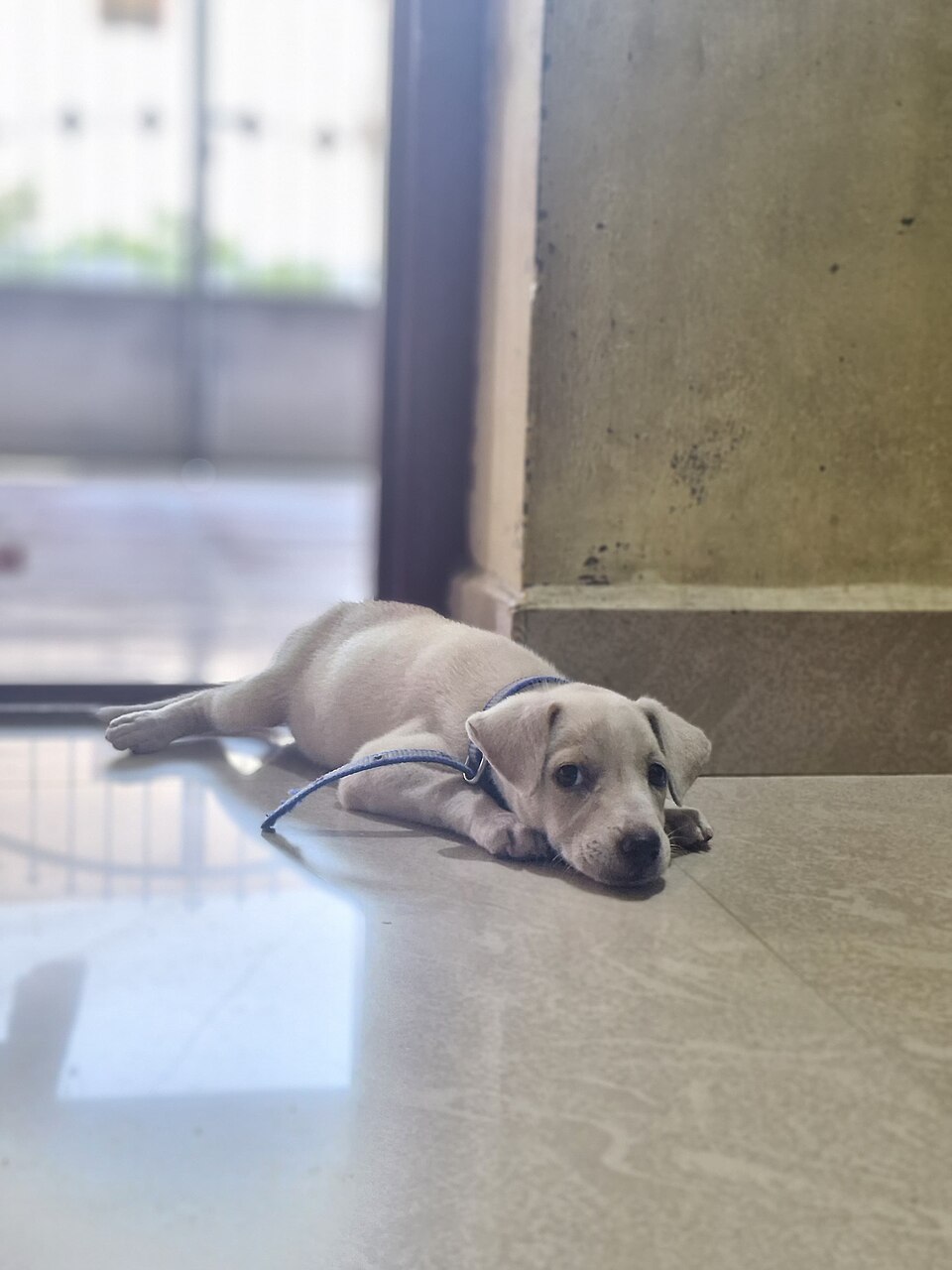 Labrador retriever