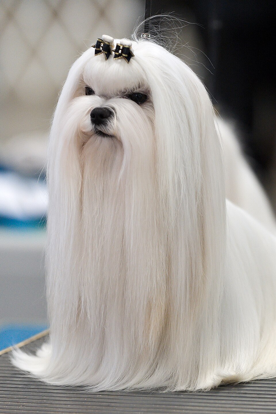 Bichon maltais