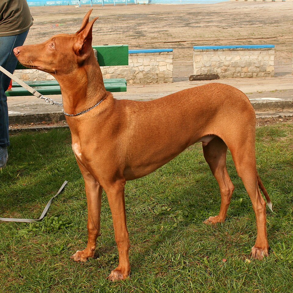 Chien du Pharaon